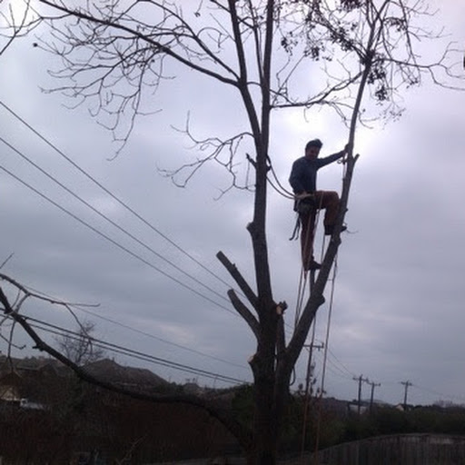 Tree removal overcast